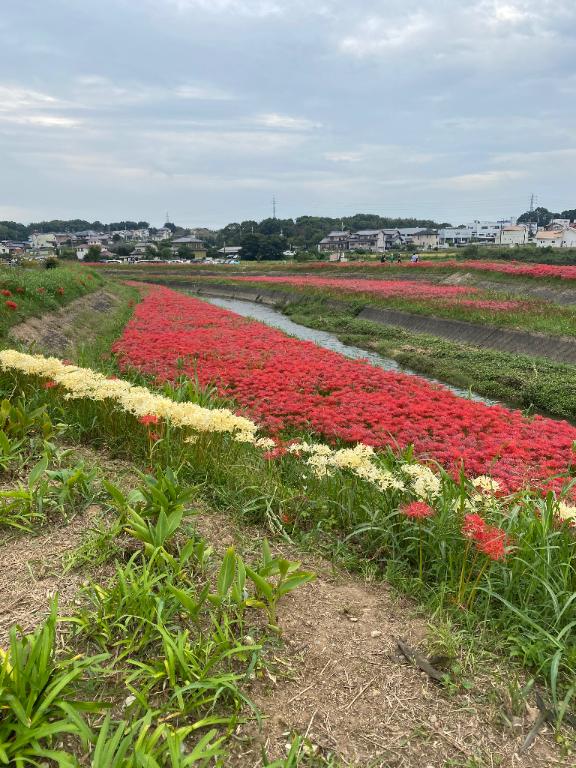 ななみ